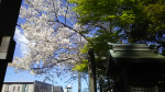 桜_二宮神社_20190411